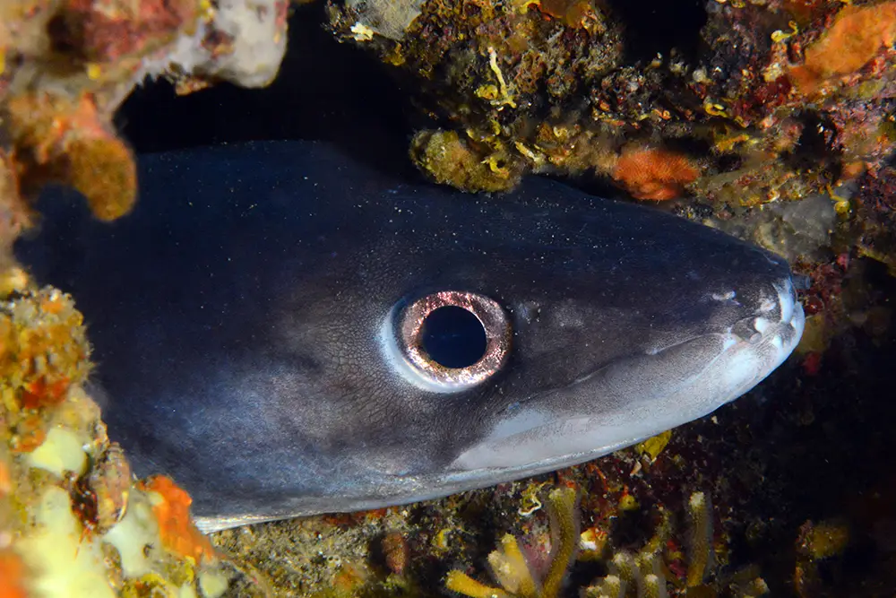 Blue Coast Diving