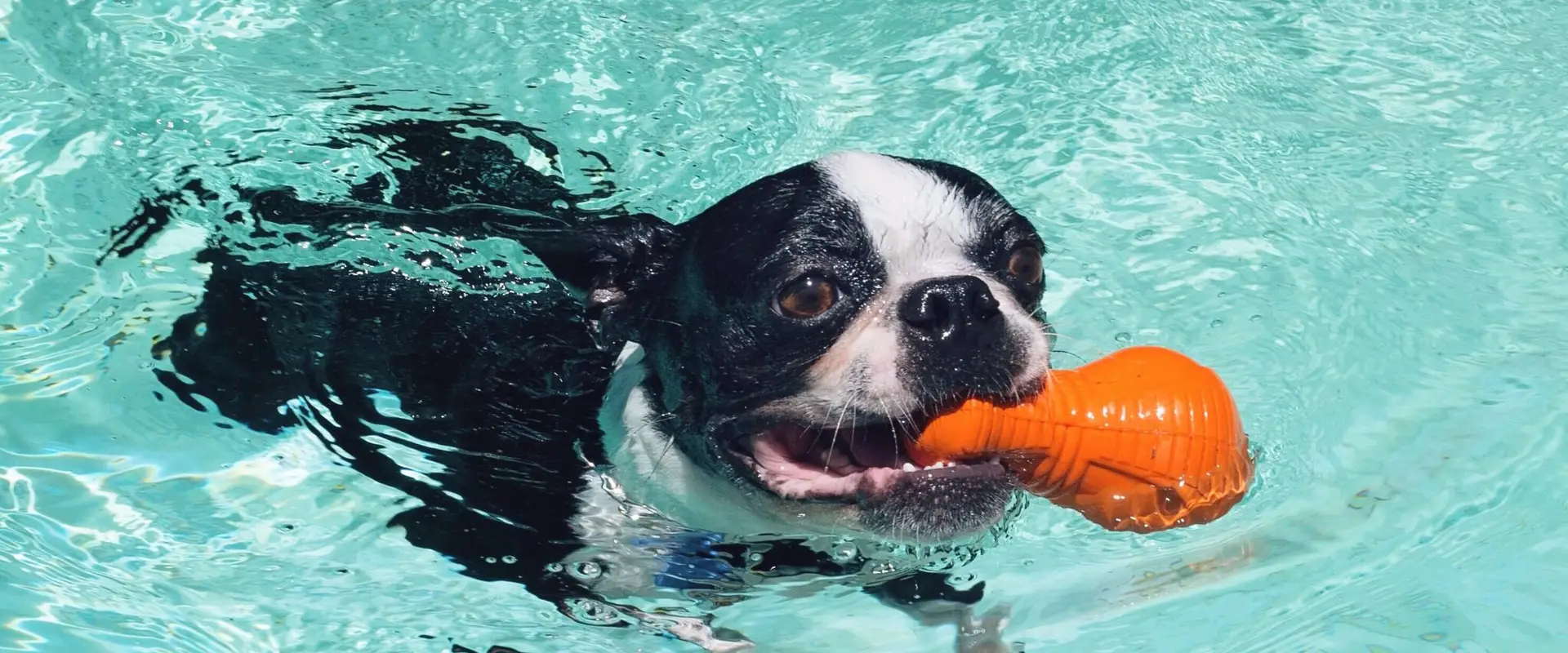 Paddlin Paws