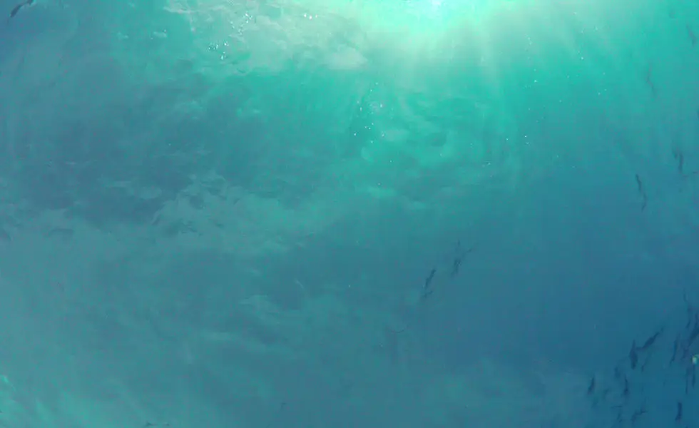 Roko Island Fishing Charters