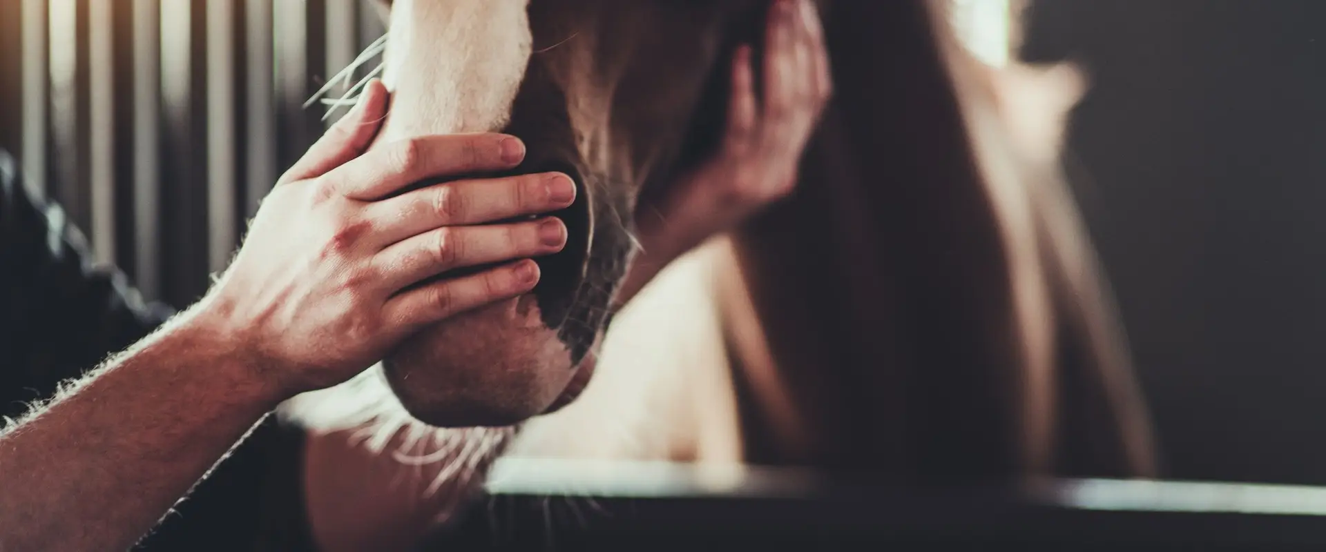 The Thoroughbred Sporthorse Network