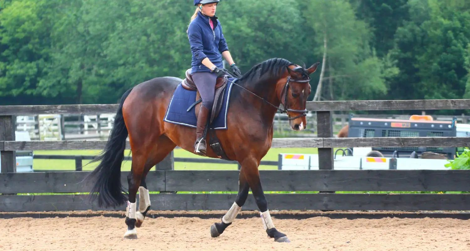 Silvermere Equestrian Centre's Riding School