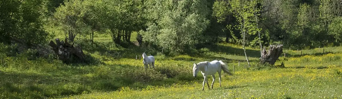 A Cheval sur Soi