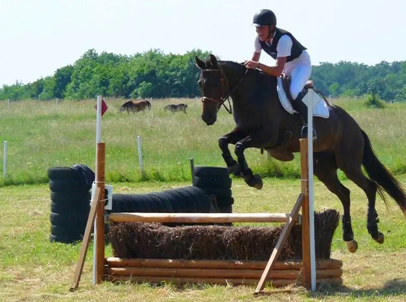 Stables Des Chênes