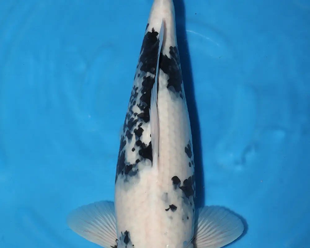 Exclusively Koi Ltd
