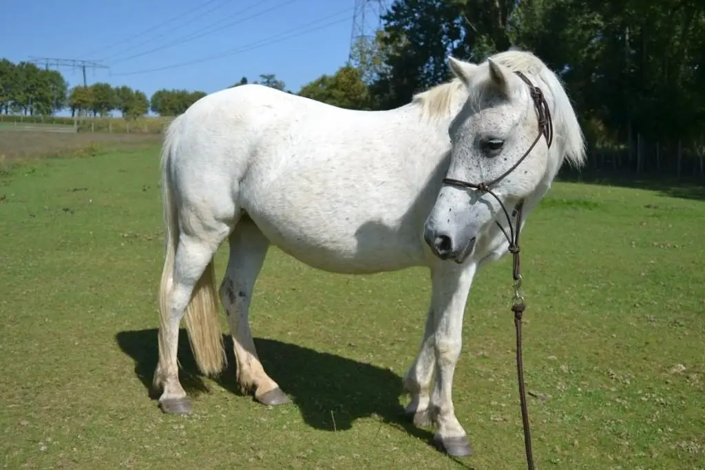 Stud Du Valentier