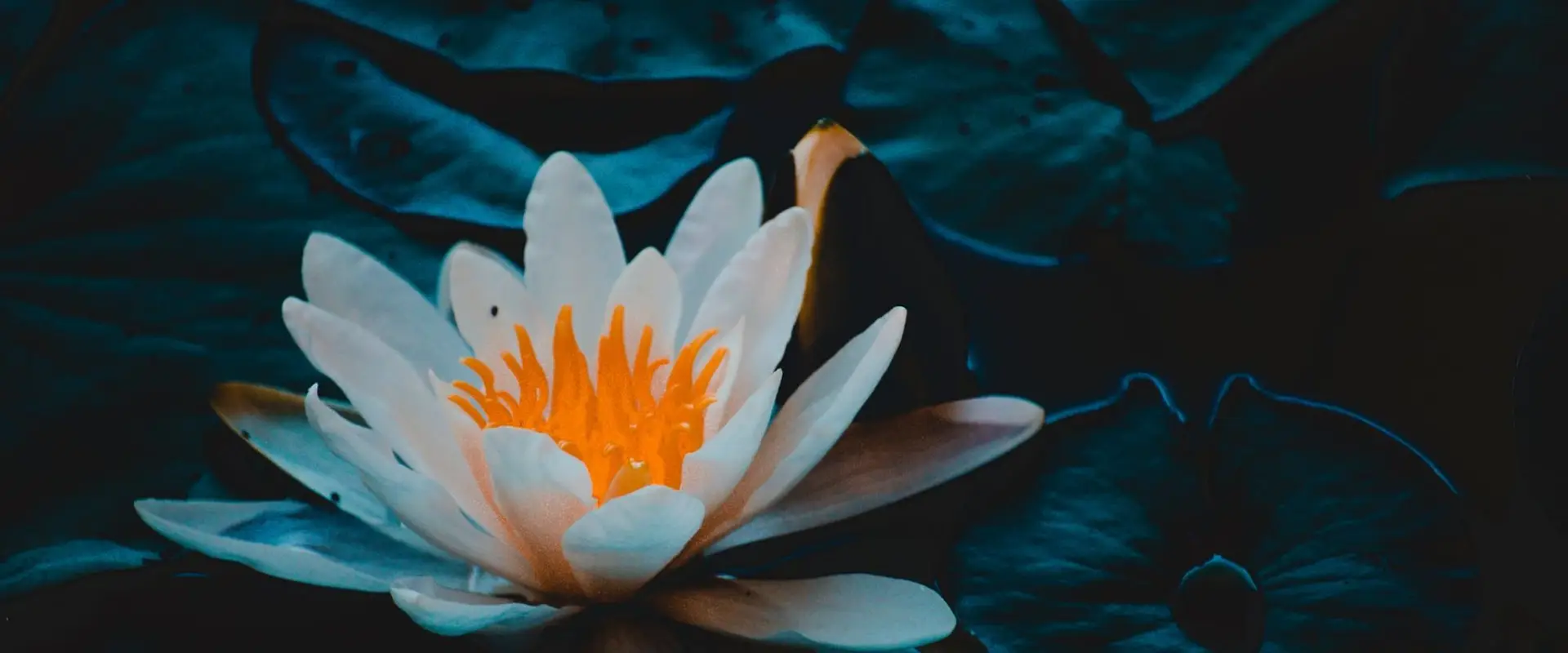 NELUMBO PHYSIOTHERAPY