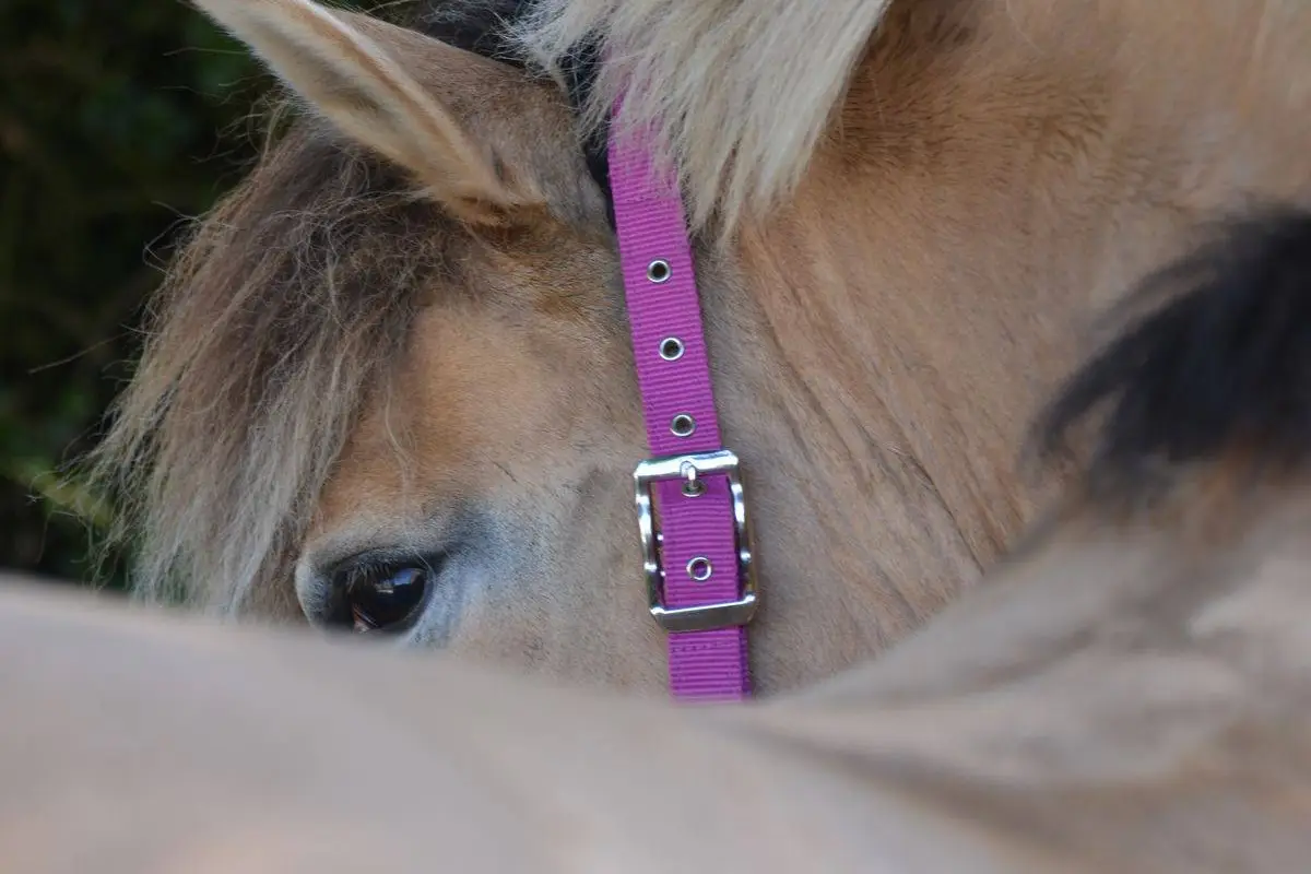Haras et Gites du Poney Club de Sainte-Eugénie