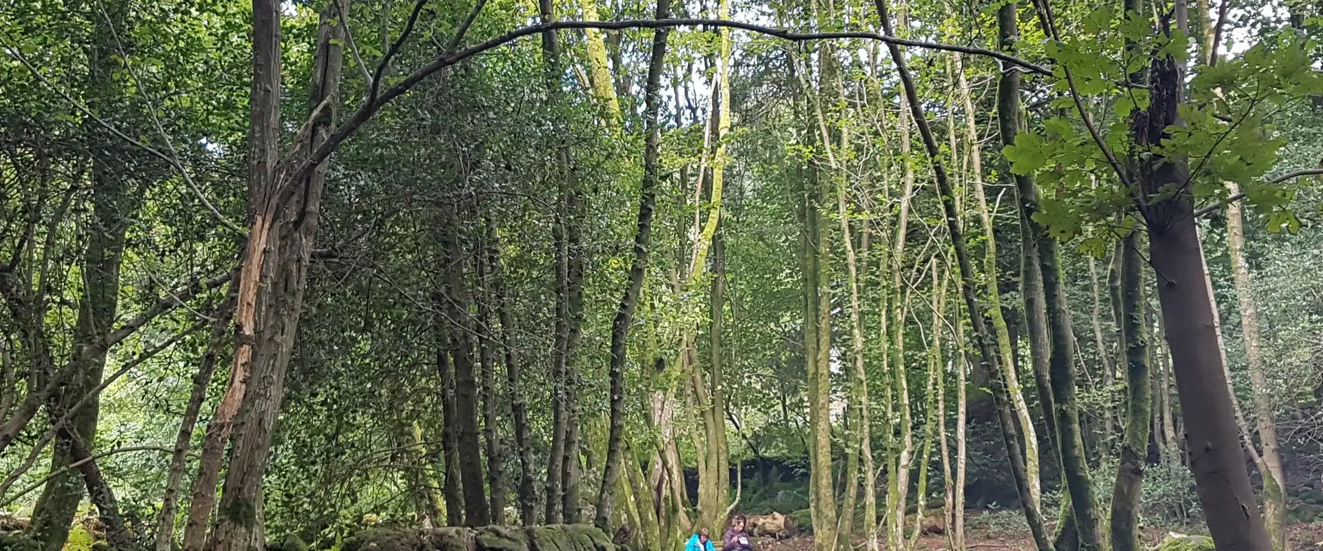 Nes Bear Wild & Wellbeing