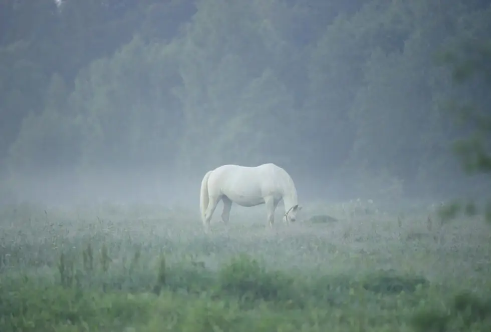 Centre Equestre Tournebride