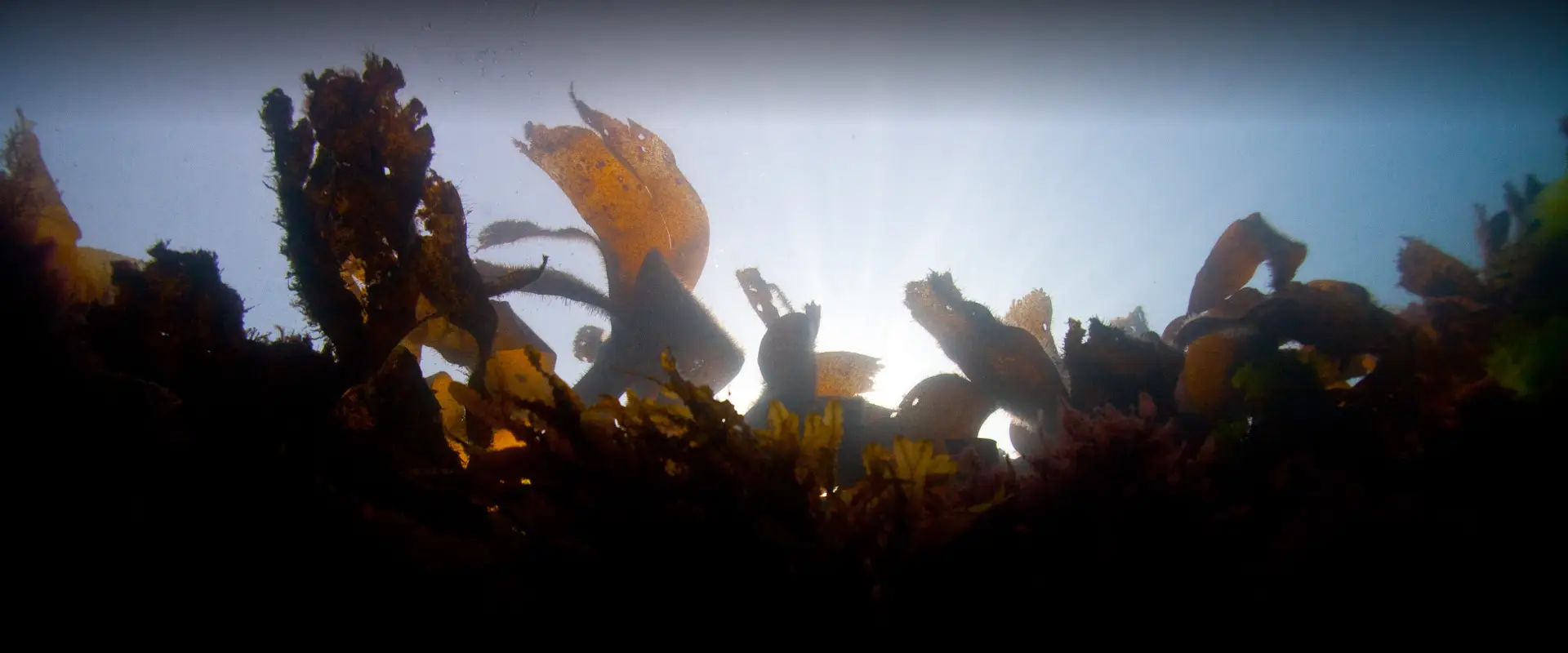 I.S.A Diving Center