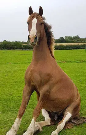 Instinctive Horse Training
