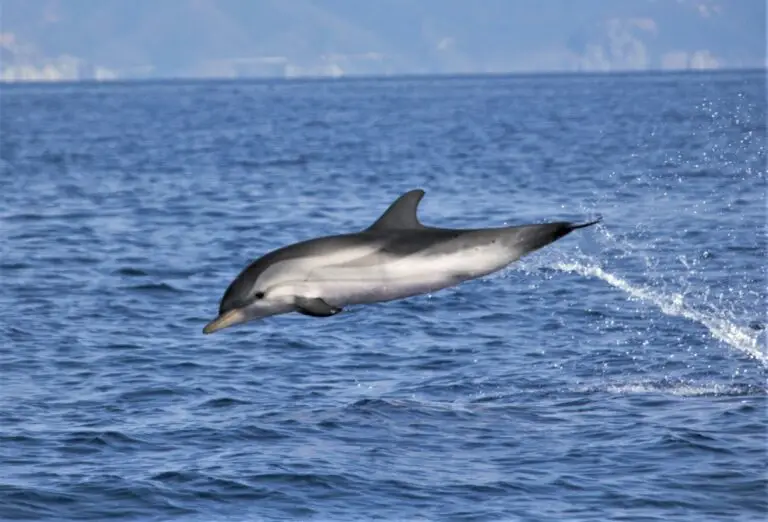 San Paulu - Bateau de Promenades en Mer - Sortie Dauphins - Pêche - Au Cap Corse