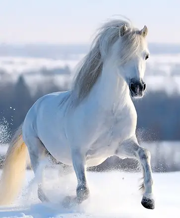 Ecurie Les Petits Chevaux