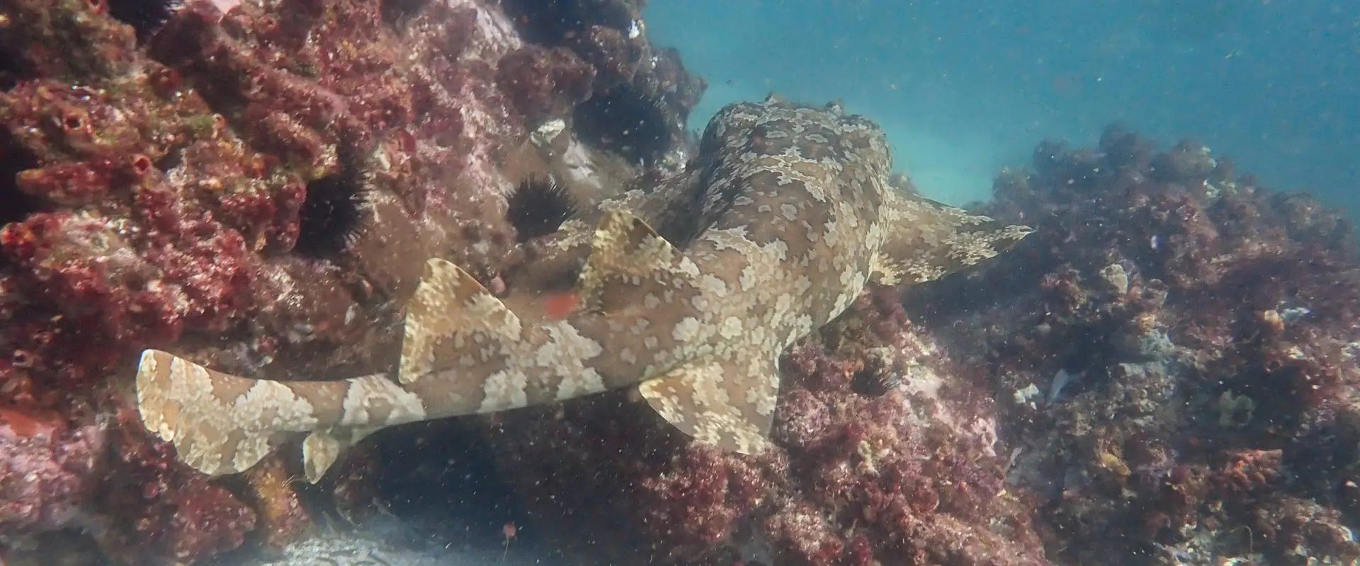 Dive Forster at Fisherman's Wharf
