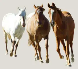Backcountry Saddle Expeditions Ltd