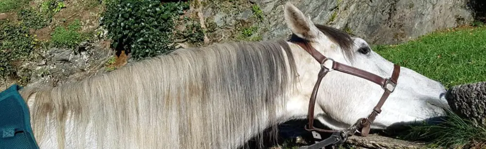 Equi-Free En Ossau