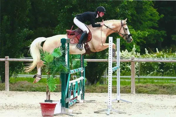 Stud Du Turel