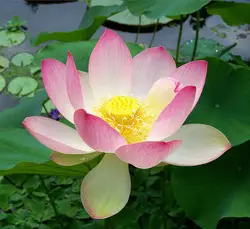 Inner Bliss Yoga