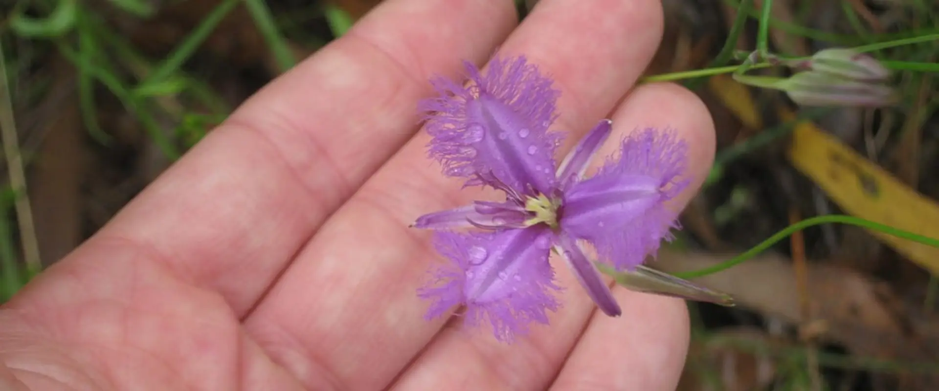 Natures Vibration Naturopath & Usui Reiki Trainer