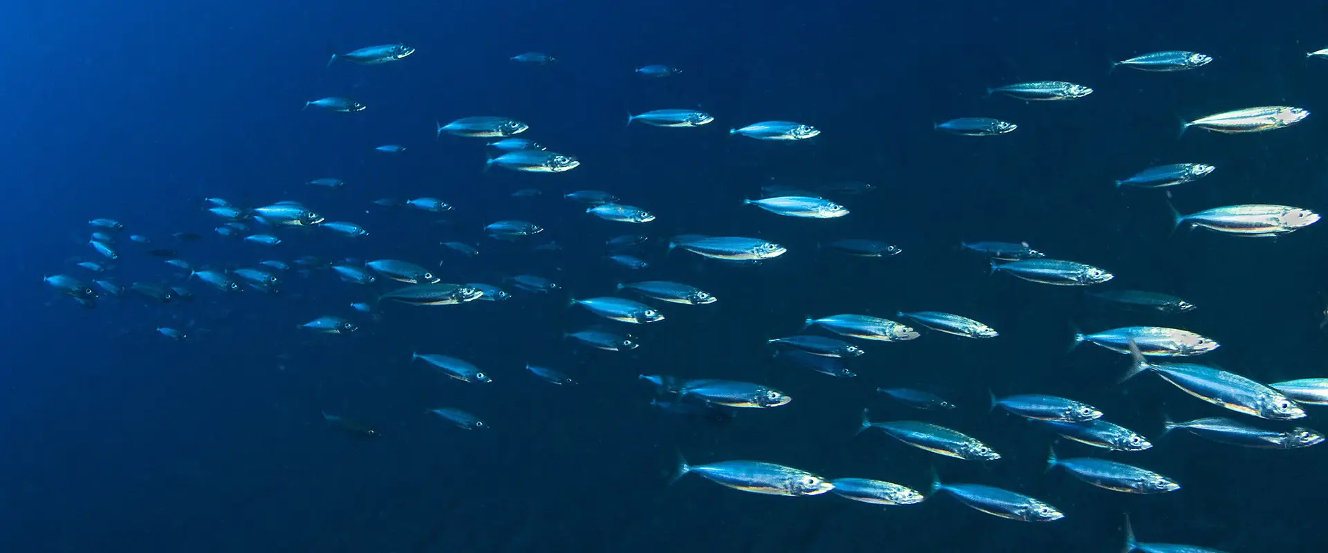 Blue Oasis Dive Centre Ltd.