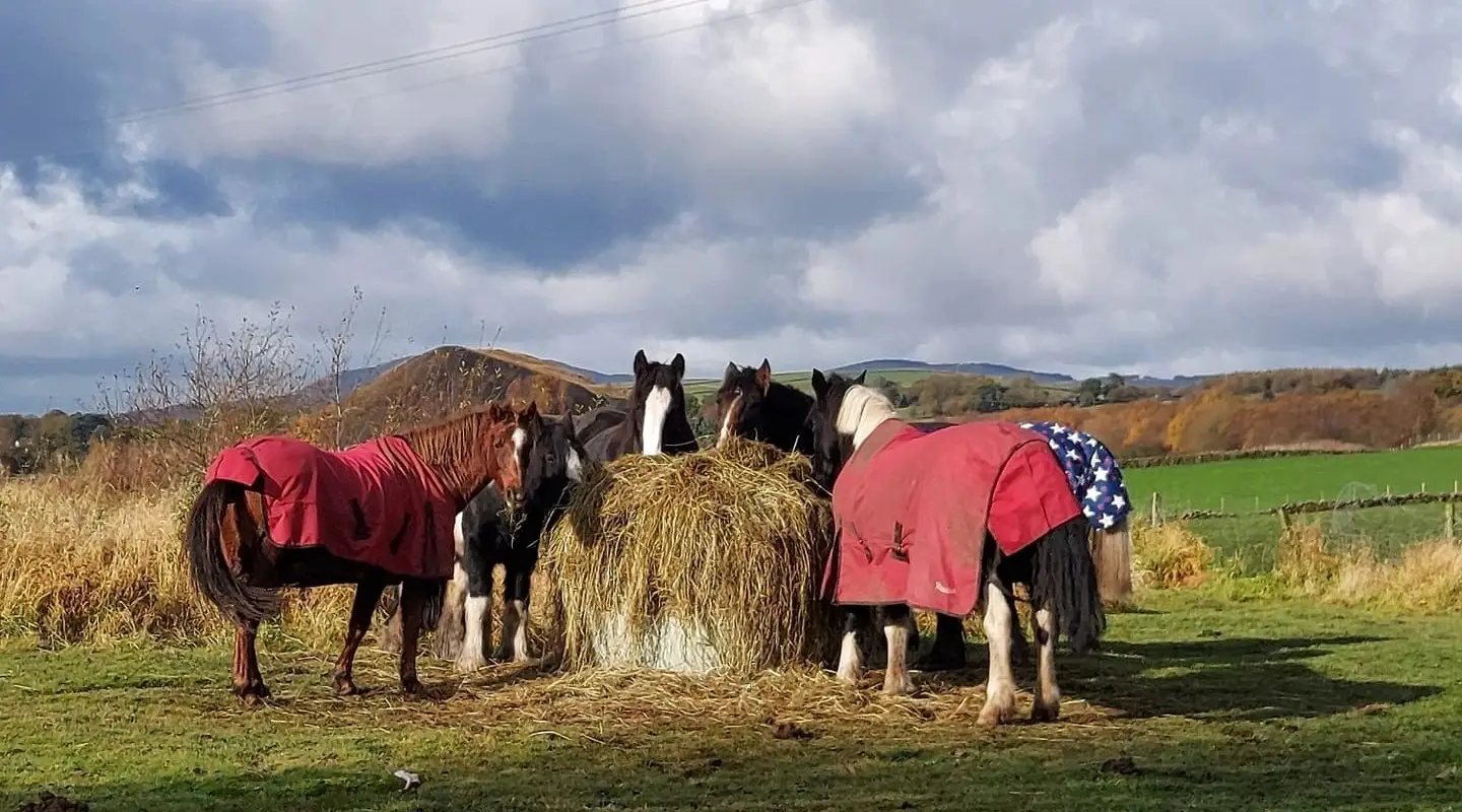 Happy Hooves Sanquhar C.I.C