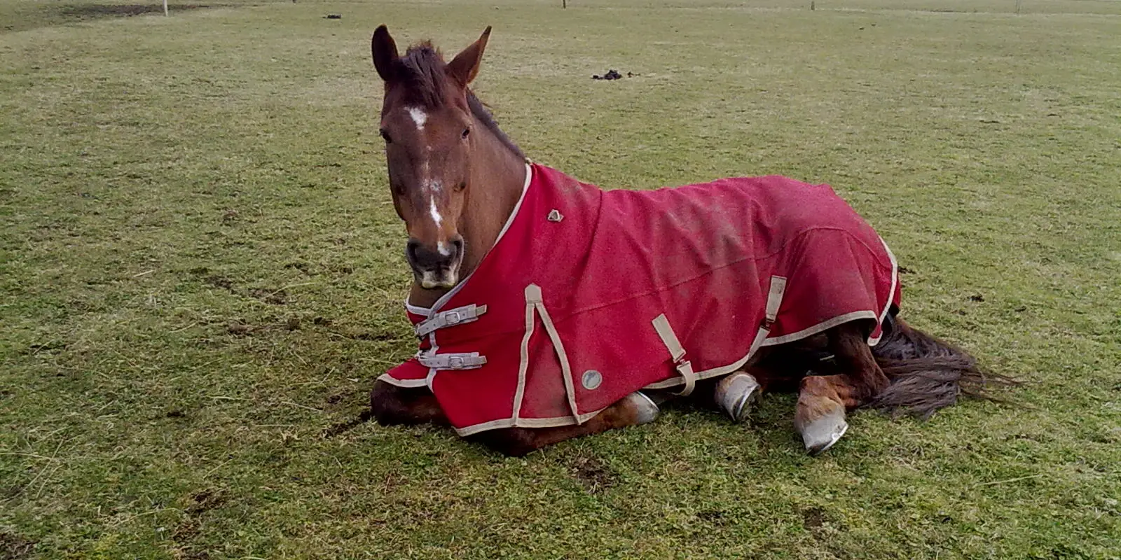 M & N'S Equestrian Rugwash