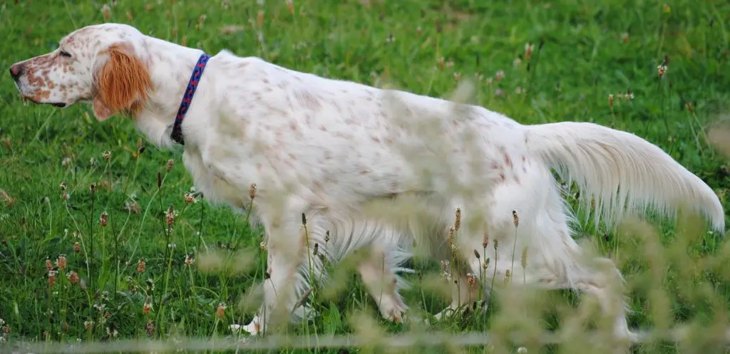 Home Canine De Guerlédan