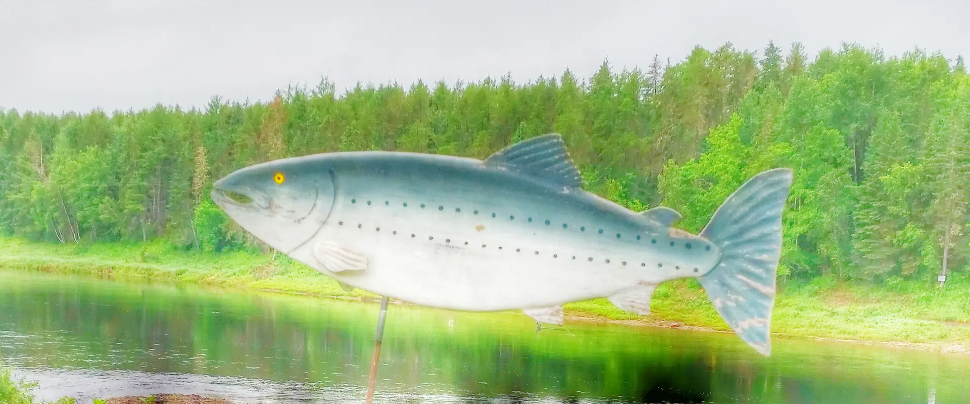 Black Brook Salmon Club