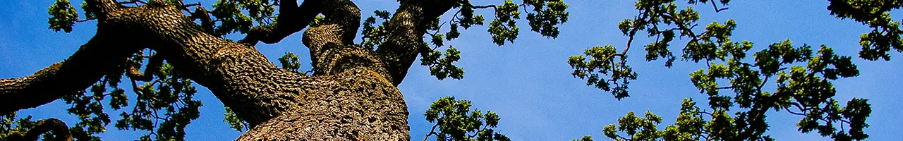 McAfee Park and Disc Golf