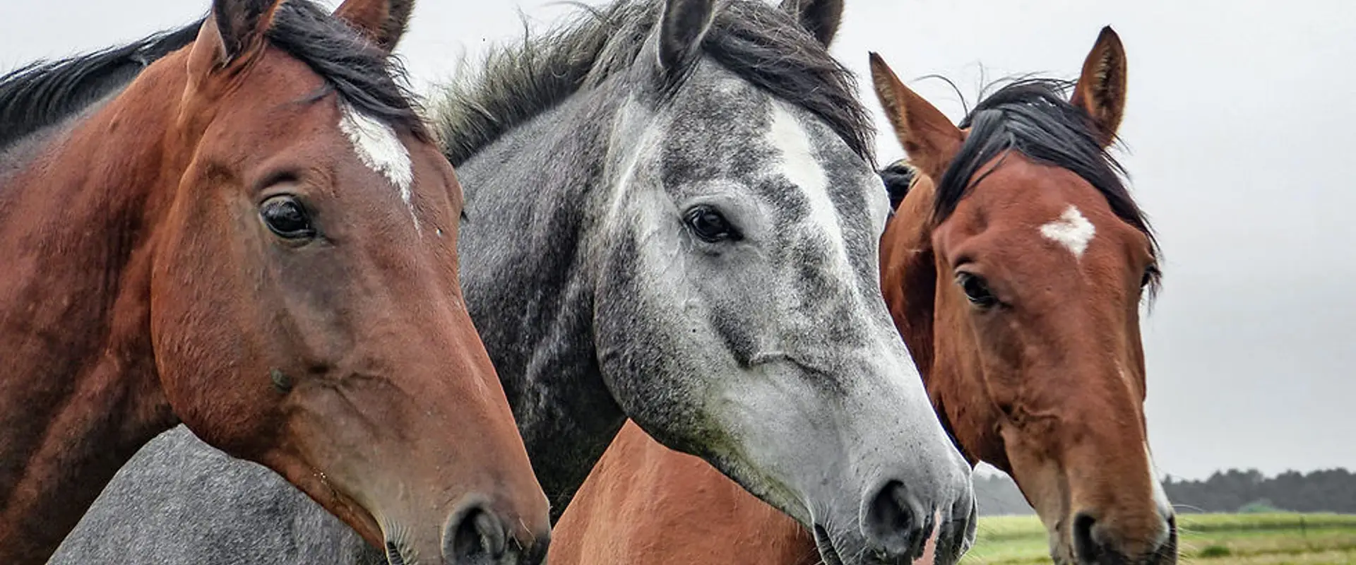 Les curies MapleRidge Stables inc