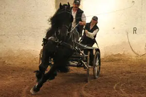 DOMAINE EQUESTRE DE STAMBACH