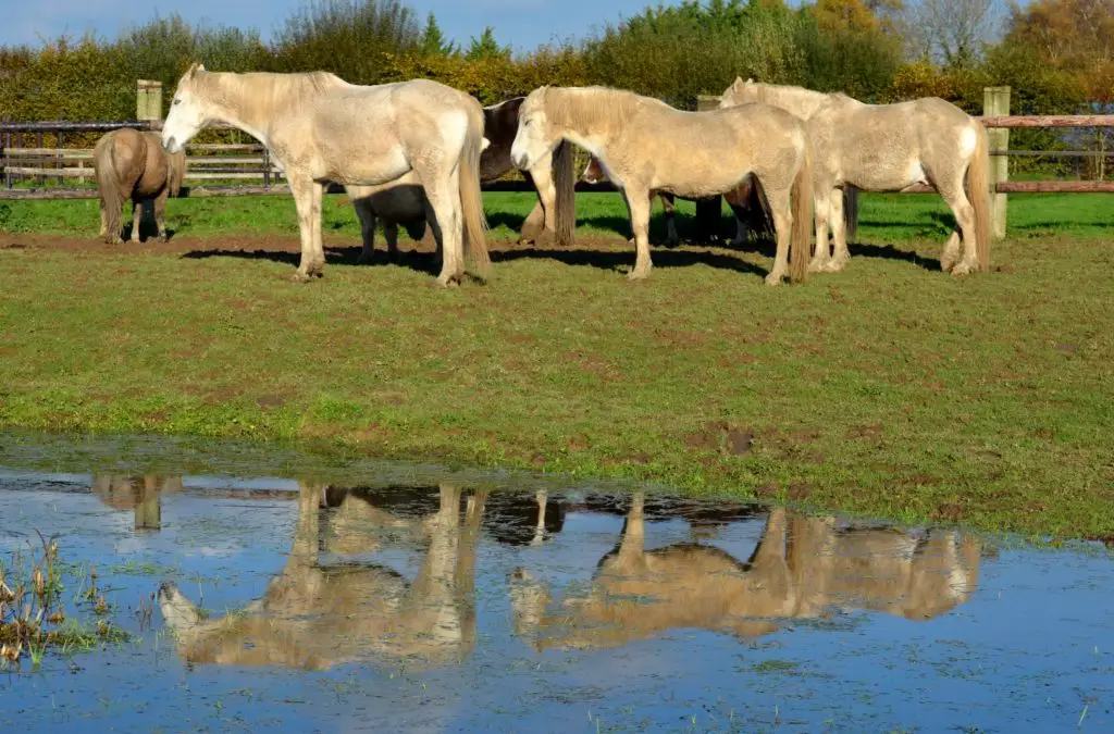 La Ferme Équestre Des Cilex