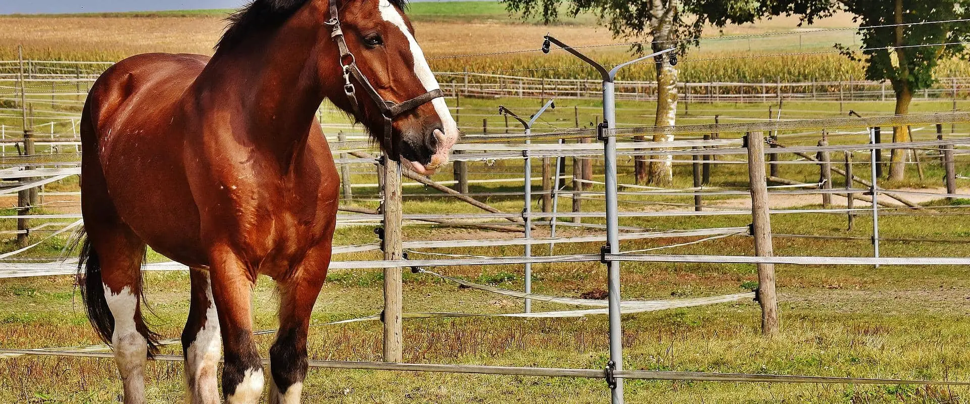 Horse Farm Small Villiers