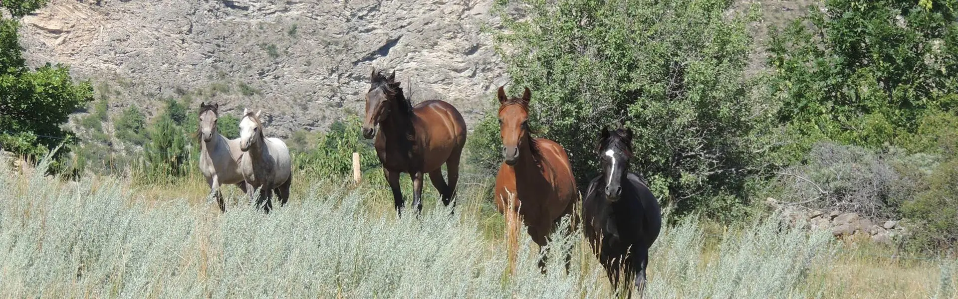 Poney Club & Elevage de La Gardiole