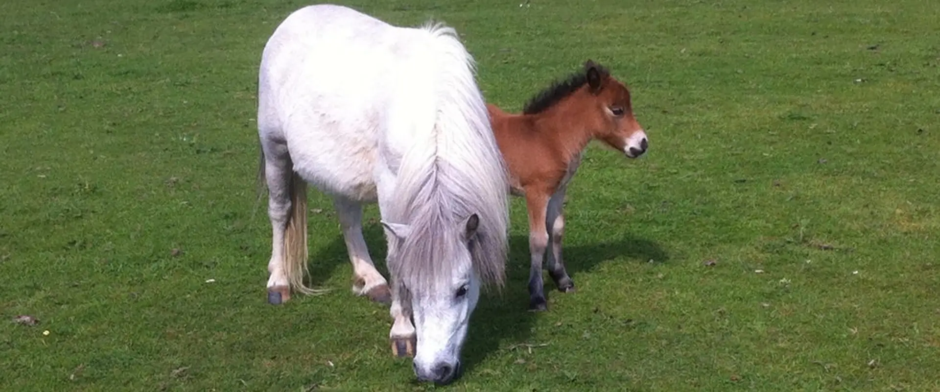Lands End Equestrian Centre