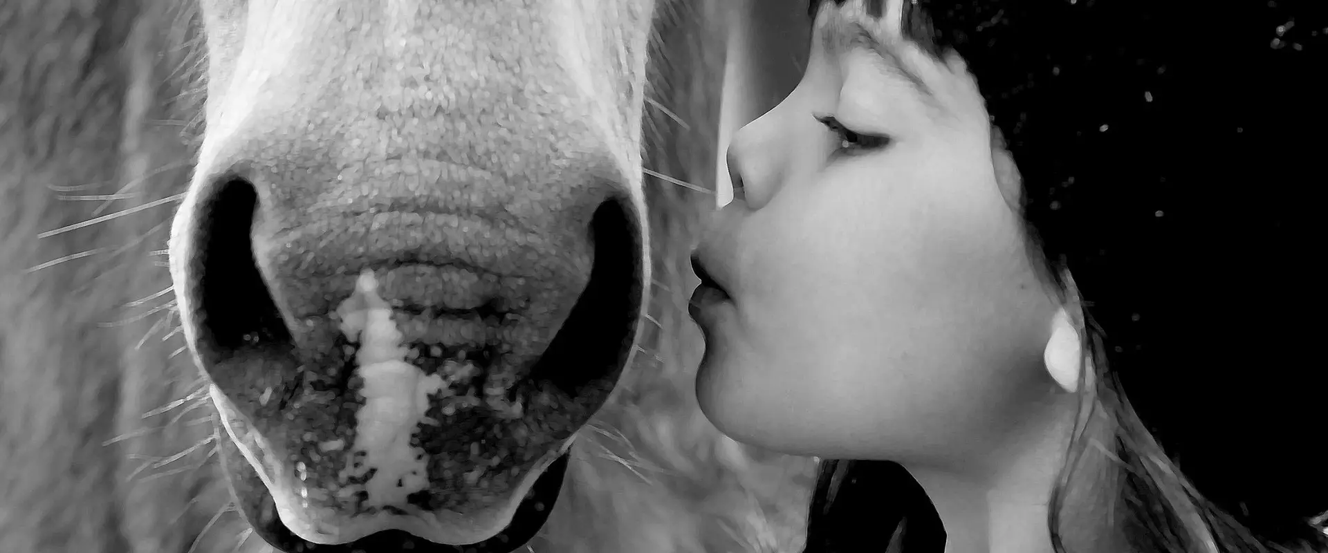 Town & Country Equestrian
