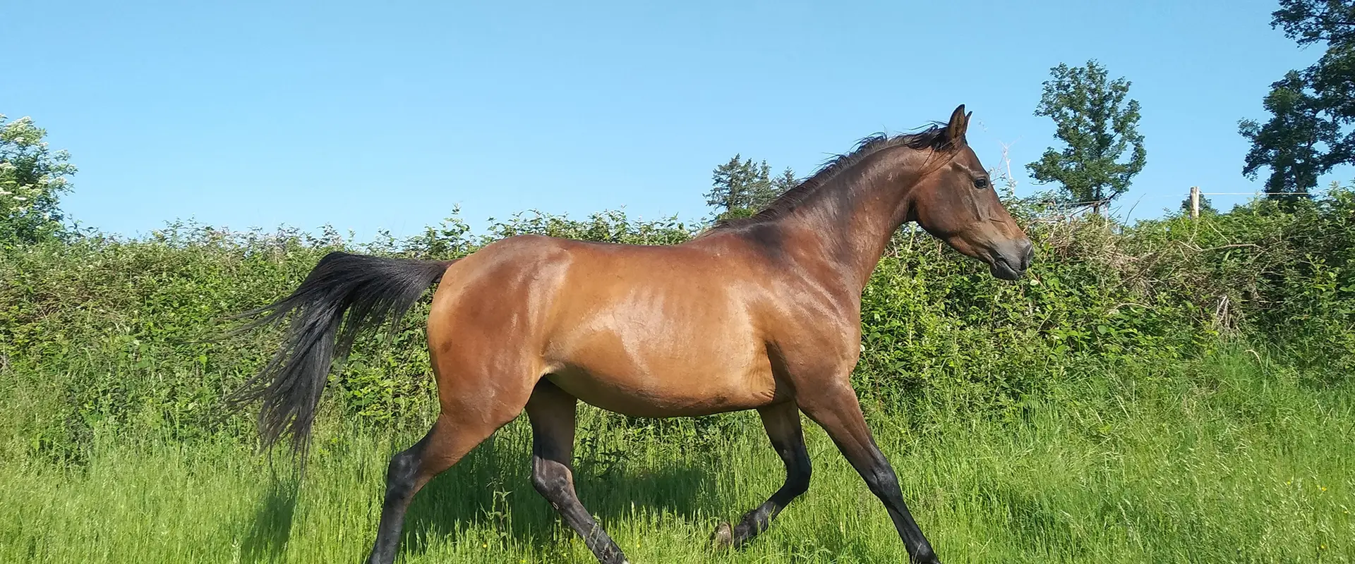 Equestrian Farm Ribières
