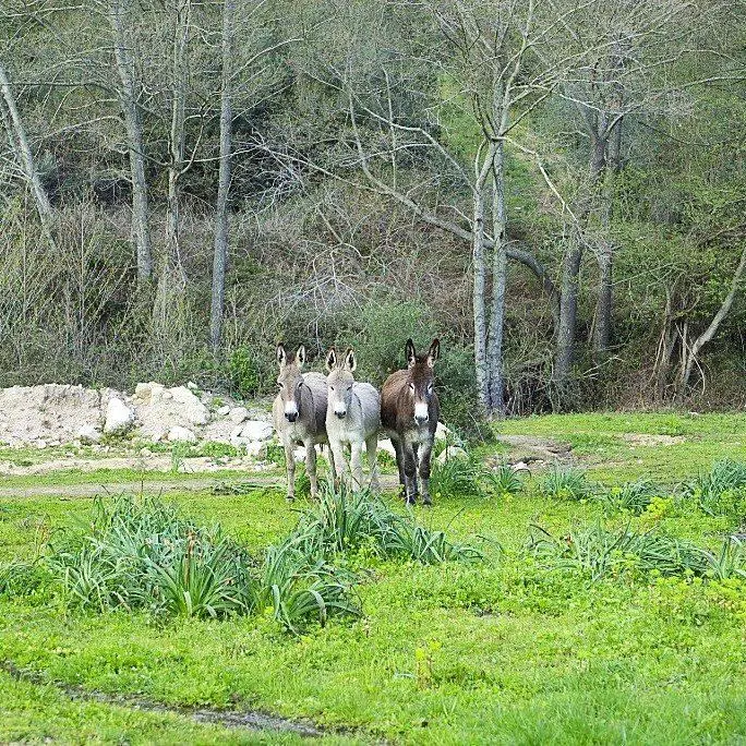 Écuries de l'Arcusa
