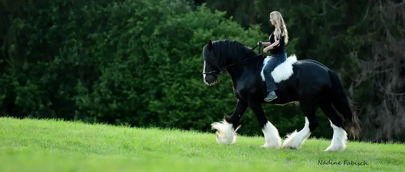 Horse School - Pferdeausbildung mit Liane Berghammer