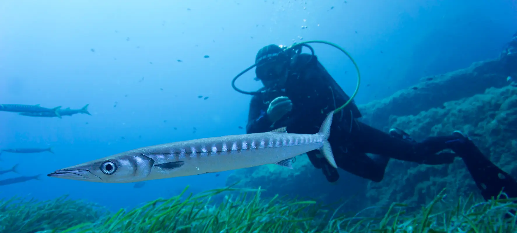 Dive Center Hippocampe