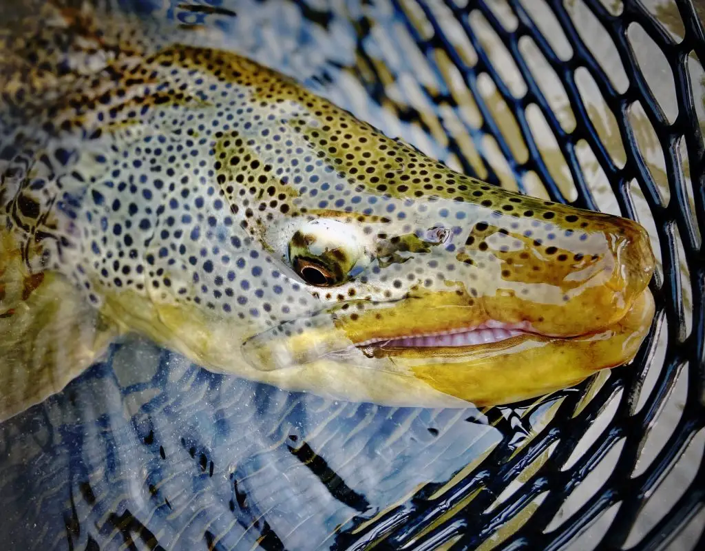 Dave Brown Outfitters- Bow River Fly-Fishing Guides