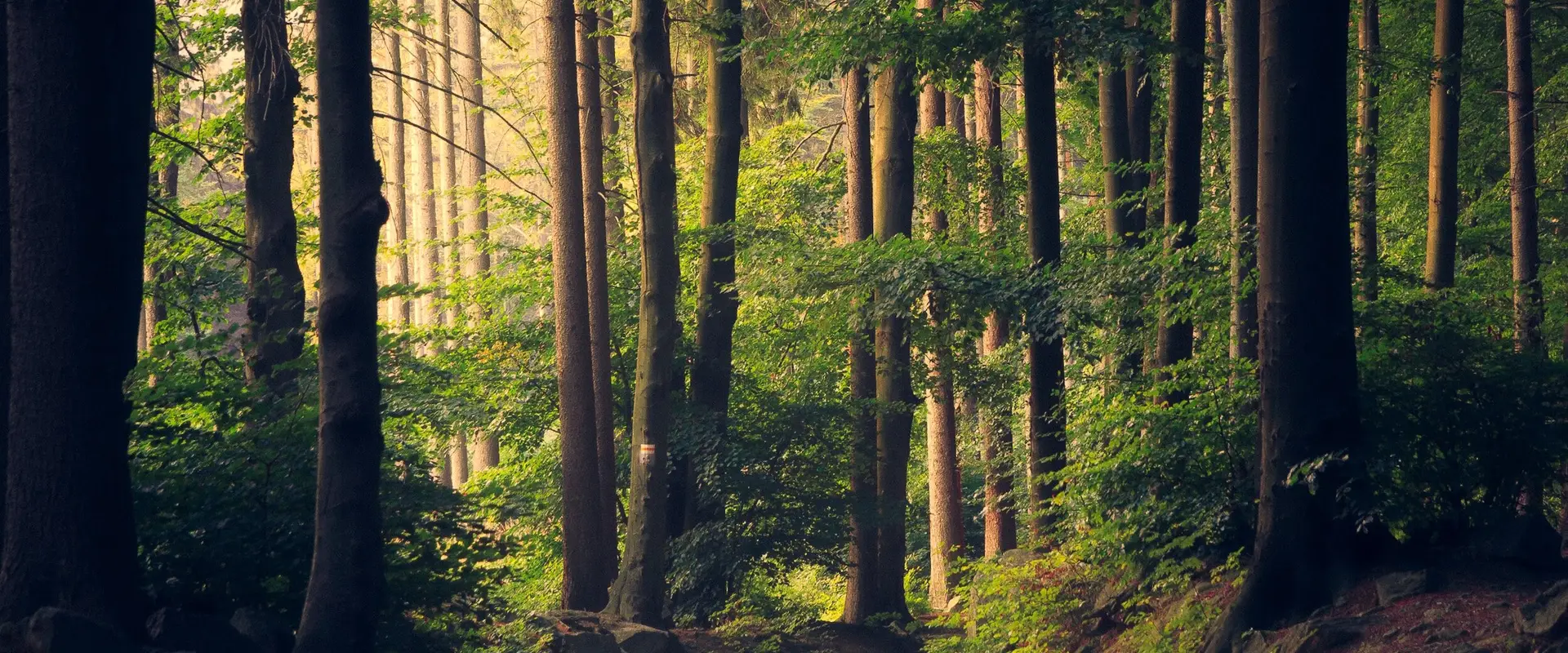 Forest Pilates