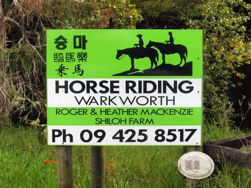 Horse Riding Warkworth Auckland