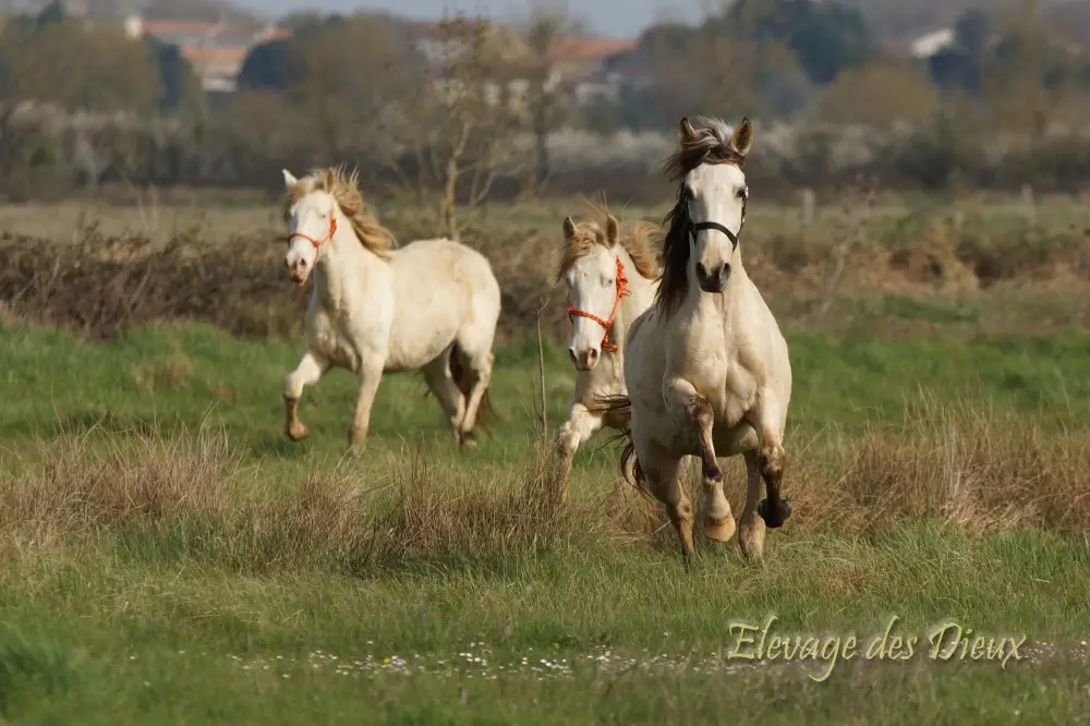 Livestock Des Dieux