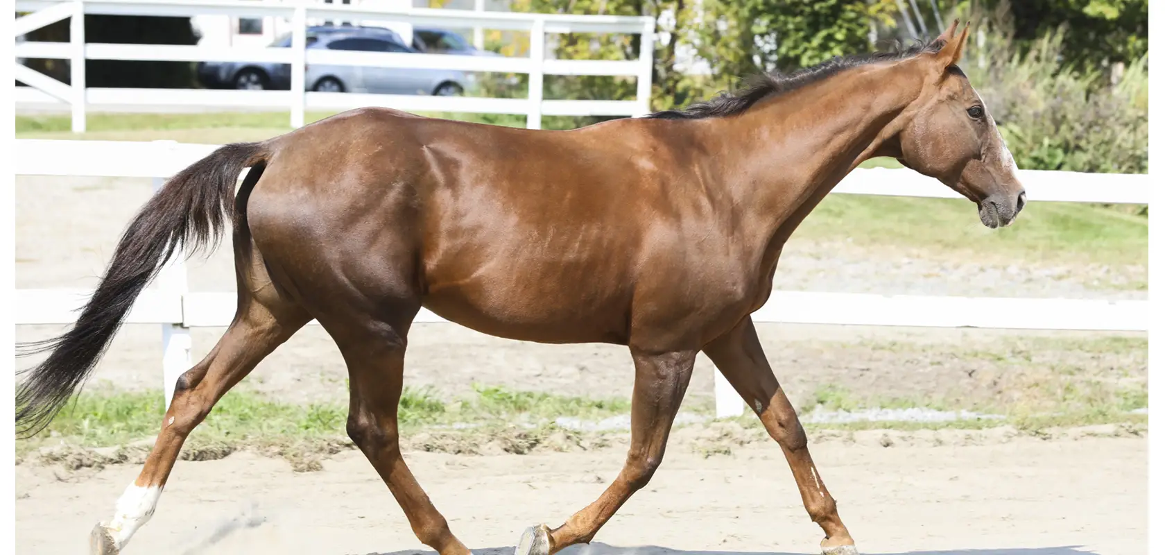 Cheval Dfi