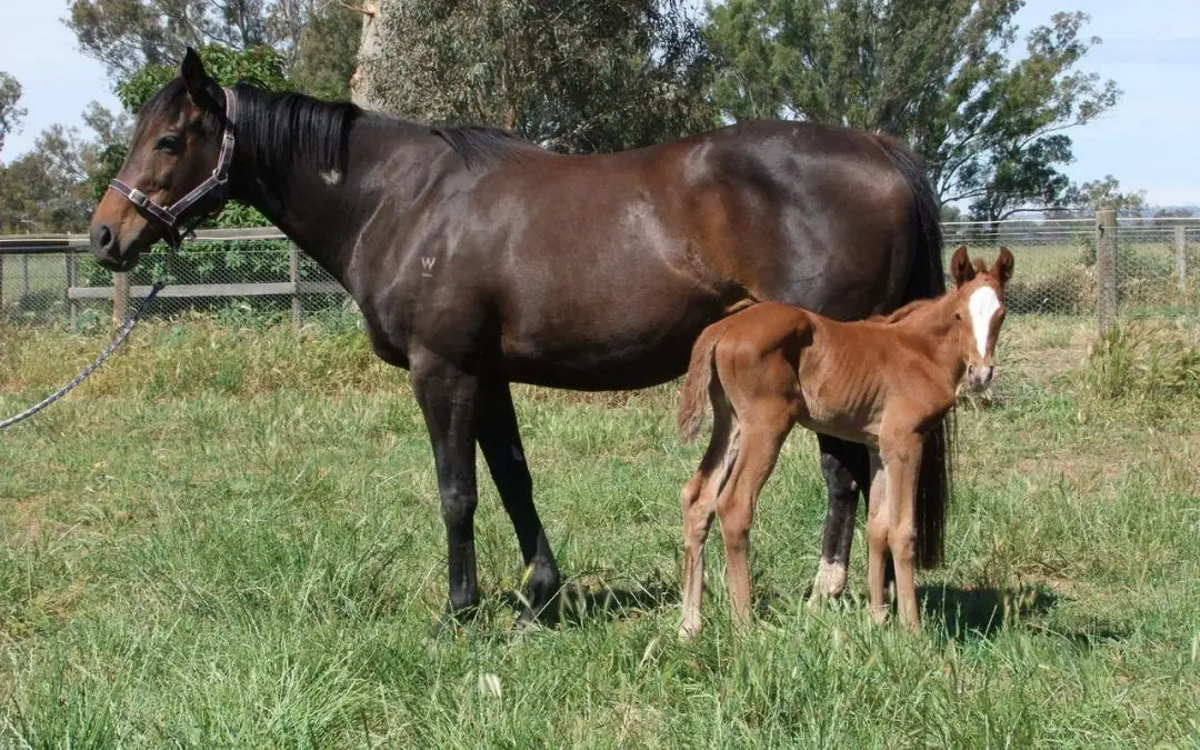Hollylodge Thoroughbreds