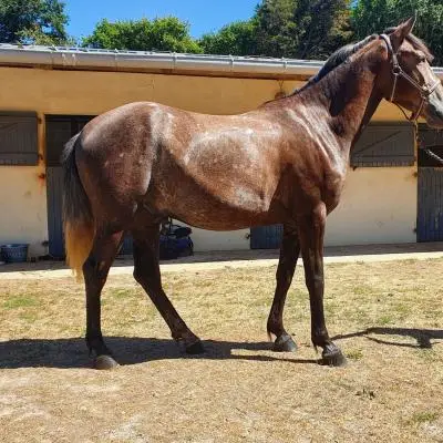 EARL CENTRE EQUESTRE DE LA JEANNETTE