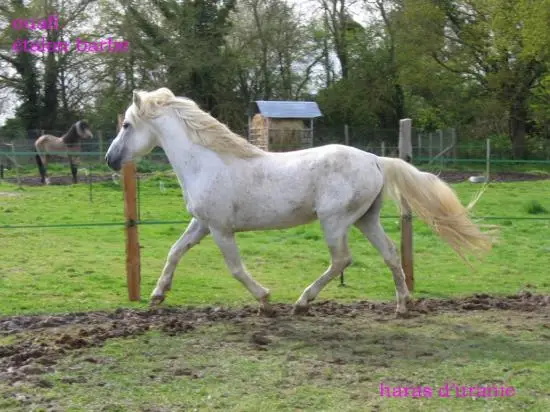 Stud D'uranie