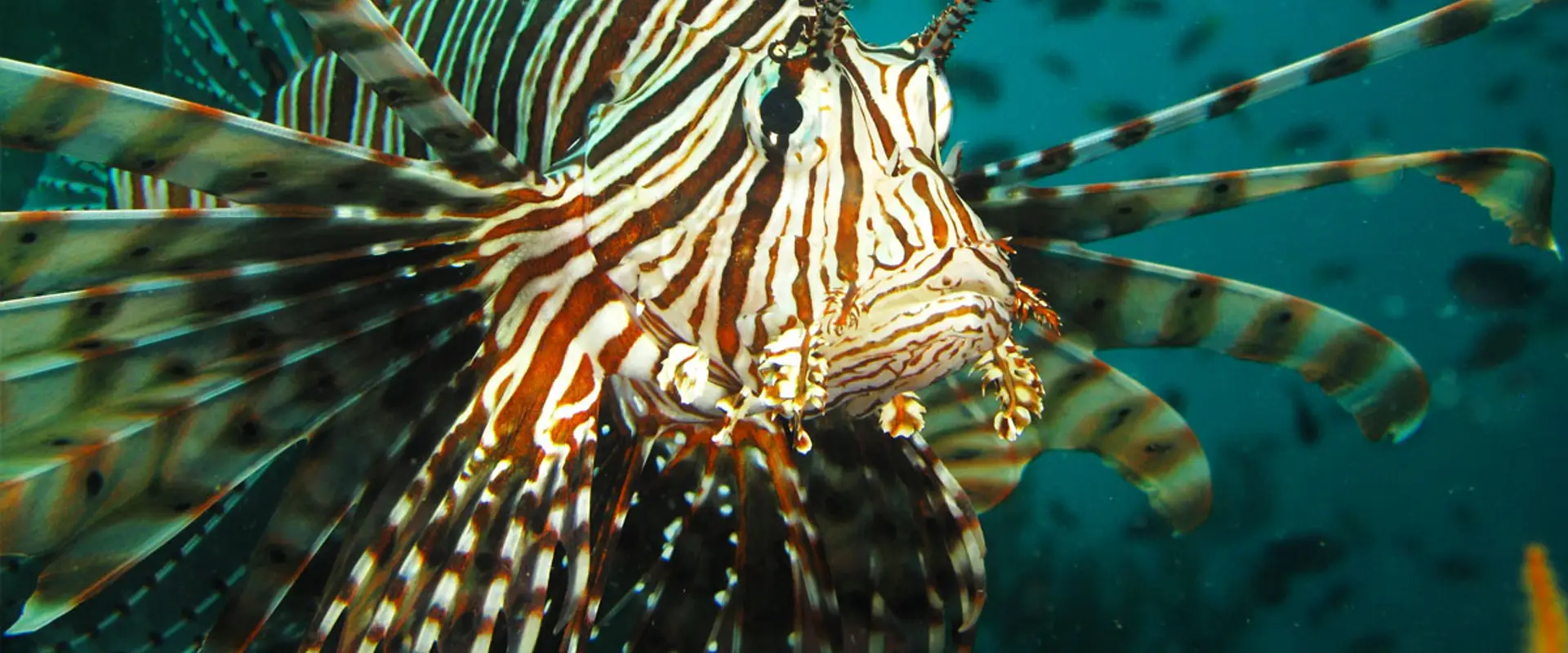 Dive India - Delhi | Learn Scuba Diving in Delhi/ Noida/ Gurgaon