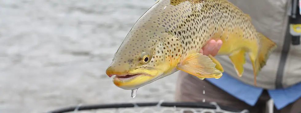 Joe Buck Fly Fishing